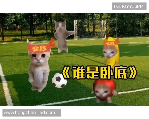足球明星踢猫事件背后的真相与影响分析